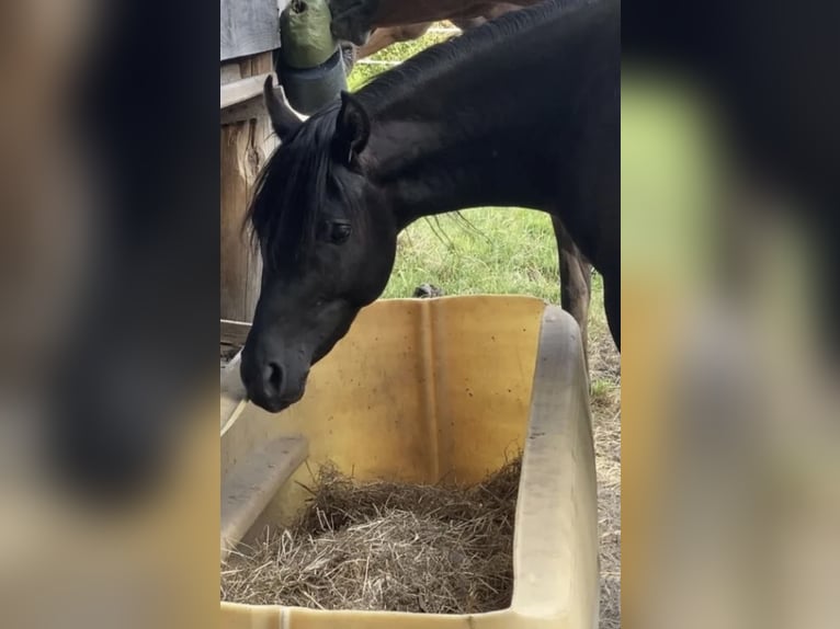 Volbloed Arabier Hengst 3 Jaar 153 cm Zwart in Kramsach