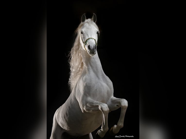 Volbloed Arabier Hengst 3 Jaar 154 cm  in Den Ham