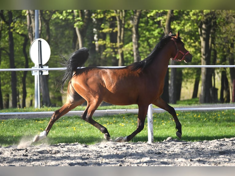 Volbloed Arabier Hengst 3 Jaar 154 cm Roodbruin in Małochwiej Duży