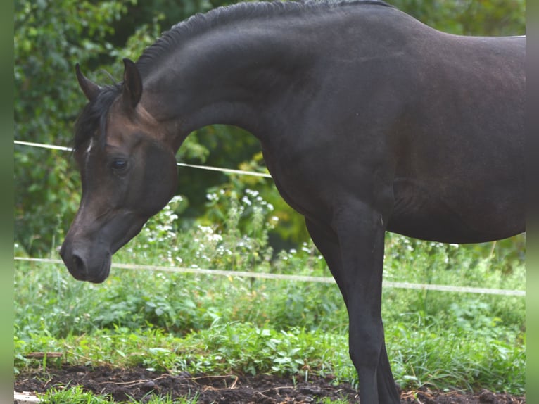 Volbloed Arabier Hengst 3 Jaar 155 cm Schimmel in Koprivnica