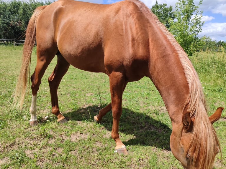 Volbloed Arabier Hengst 3 Jaar 155 cm Vos in Pleszew