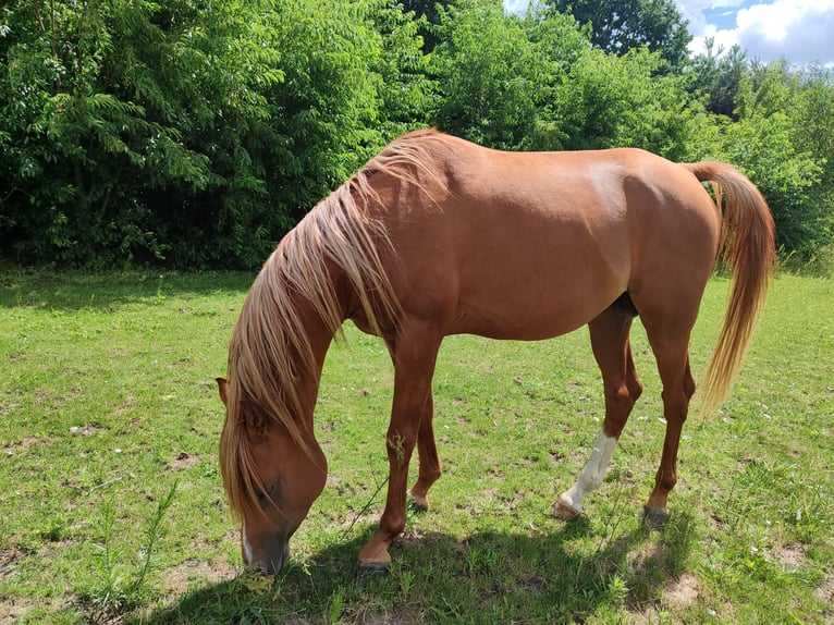 Volbloed Arabier Hengst 3 Jaar 155 cm Vos in Pleszew