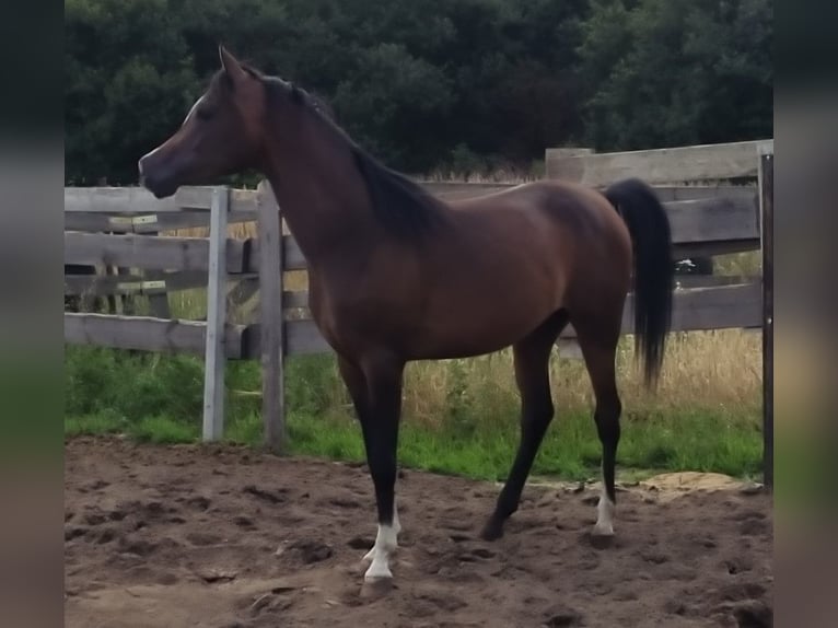 Volbloed Arabier Hengst 3 Jaar 155 cm Zwartbruin in Radłów