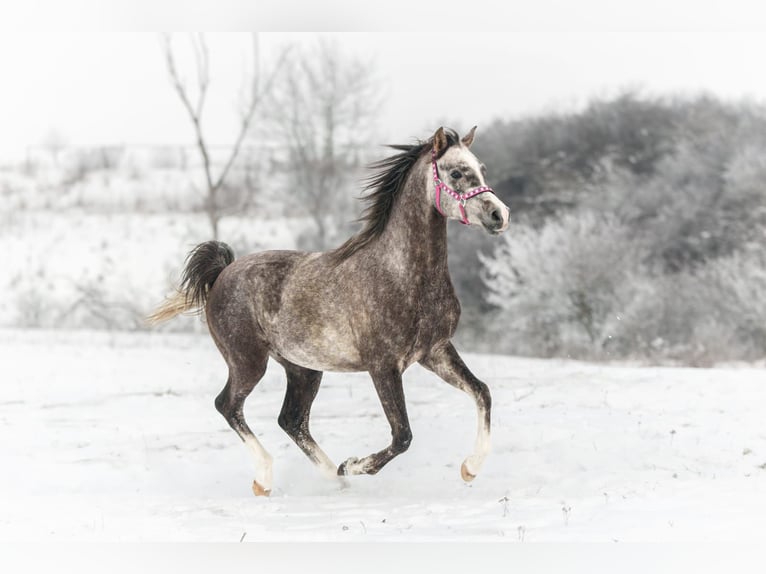 Volbloed Arabier Hengst 3 Jaar 156 cm Bruin in Kurozwęki