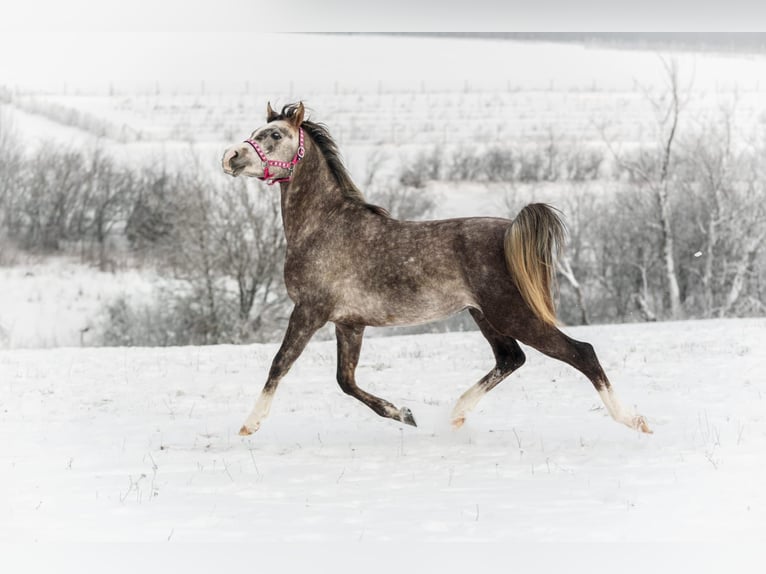 Volbloed Arabier Hengst 3 Jaar 156 cm Bruin in Kurozwęki