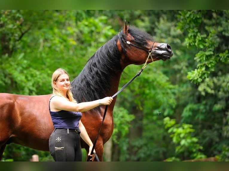 Volbloed Arabier Hengst 3 Jaar 156 cm Donkerbruin in BELOEIL