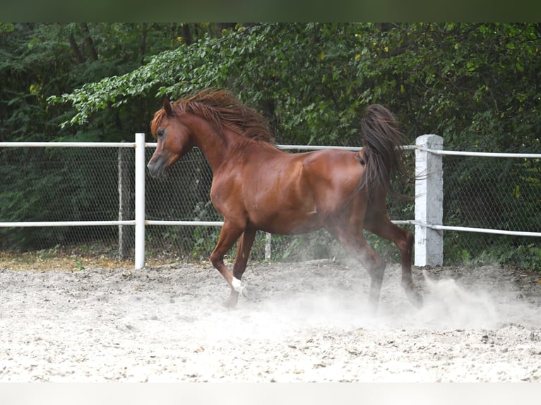 Volbloed Arabier Hengst 3 Jaar 156 cm Roodbruin in Małochwiej Duży
