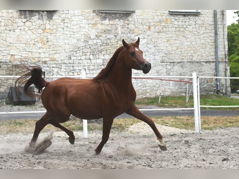 Volbloed Arabier Hengst 3 Jaar 156 cm Roodbruin in Małochwiej Duży