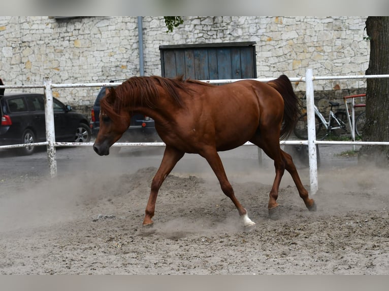 Volbloed Arabier Hengst 3 Jaar 156 cm Roodbruin in Małochwiej Duży