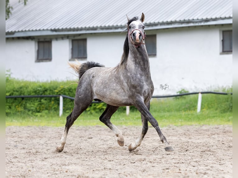 Volbloed Arabier Hengst 3 Jaar 157 cm Schimmel in Kurozwęki