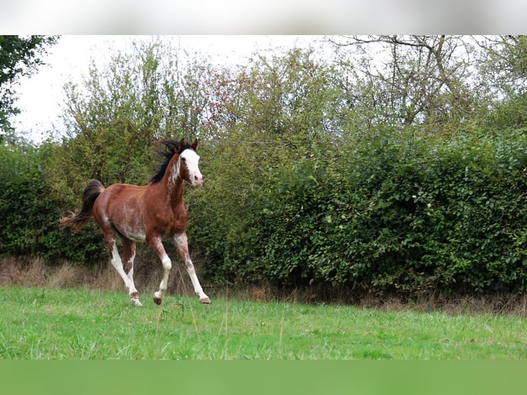 Volbloed Arabier Hengst 3 Jaar 159 cm Sabino in goven