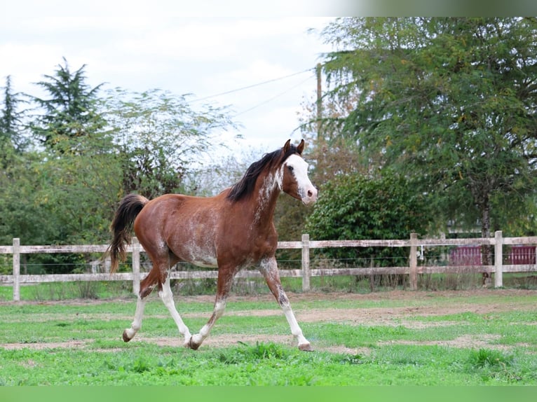 Volbloed Arabier Hengst 3 Jaar 159 cm Sabino in goven