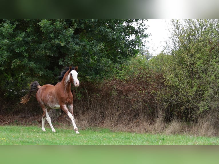 Volbloed Arabier Hengst 3 Jaar 159 cm Sabino in goven