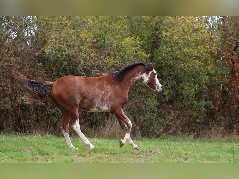 Volbloed Arabier Hengst 3 Jaar 159 cm Sabino in goven