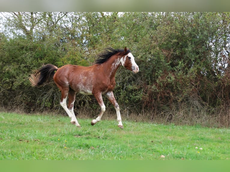 Volbloed Arabier Hengst 3 Jaar 159 cm Sabino in goven