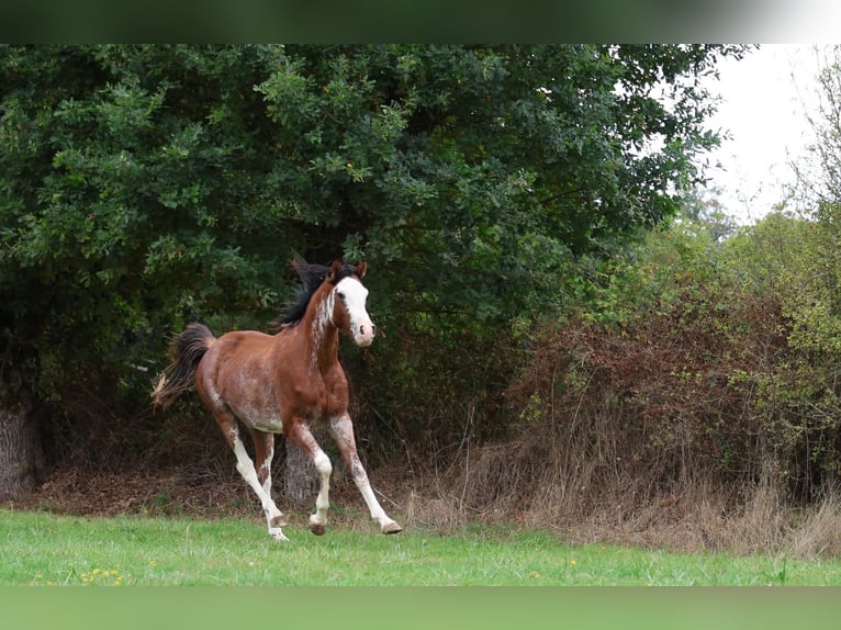 Volbloed Arabier Hengst 3 Jaar 159 cm Sabino in goven