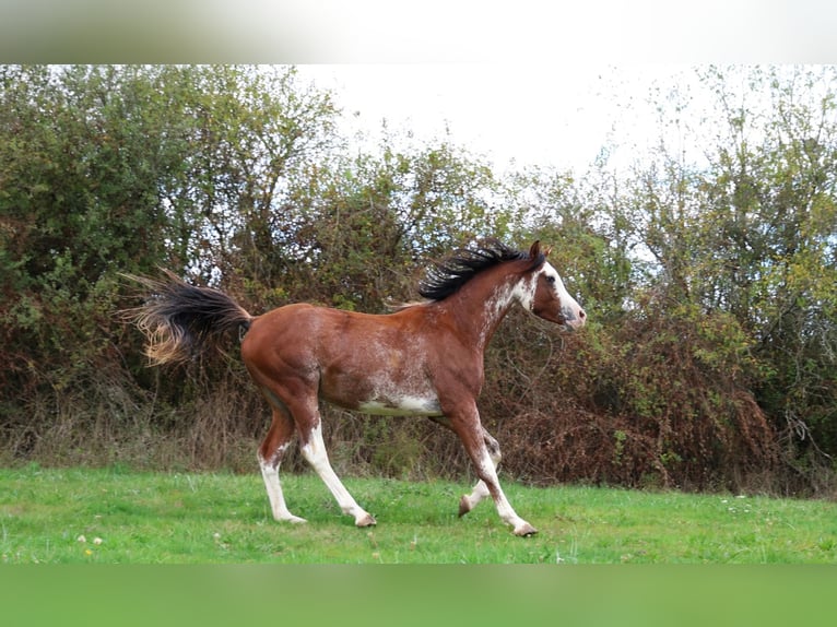 Volbloed Arabier Hengst 3 Jaar 159 cm Sabino in goven