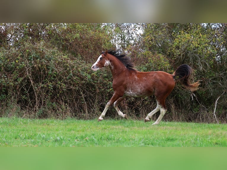 Volbloed Arabier Hengst 3 Jaar 159 cm Sabino in goven