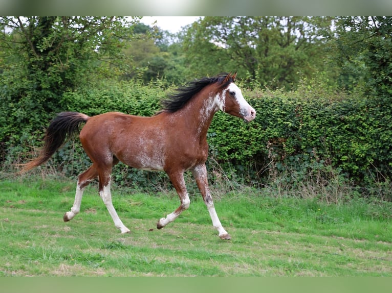 Volbloed Arabier Hengst 3 Jaar 159 cm Sabino in goven