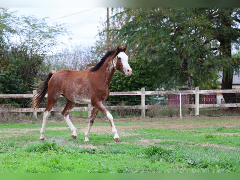 Volbloed Arabier Hengst 3 Jaar 159 cm Sabino in goven