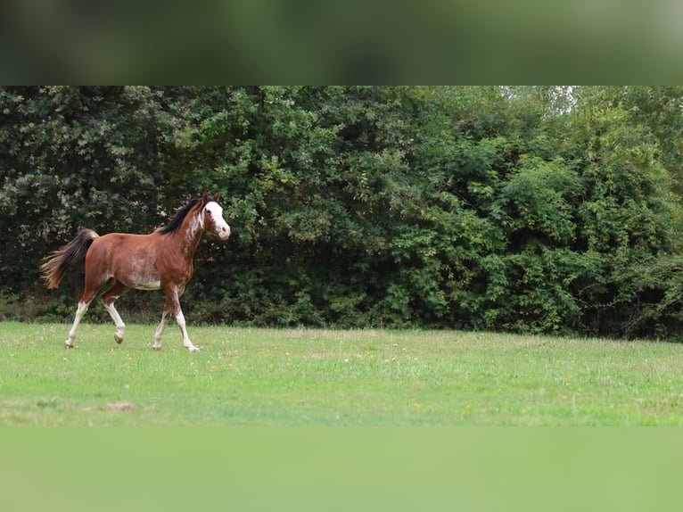 Volbloed Arabier Hengst 3 Jaar 159 cm Sabino in goven