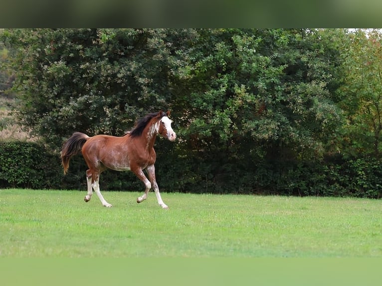 Volbloed Arabier Hengst 3 Jaar 159 cm Sabino in goven