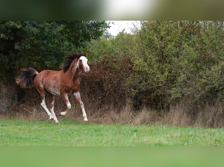 Volbloed Arabier Hengst 3 Jaar 159 cm Sabino in goven