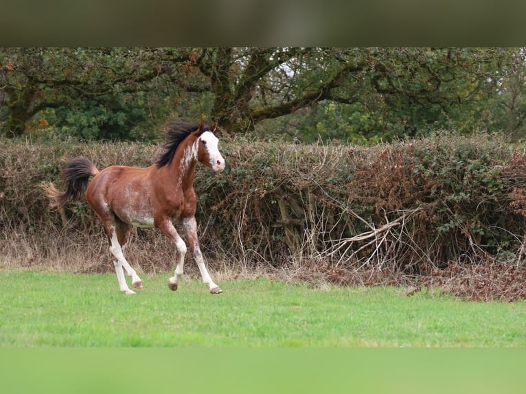 Volbloed Arabier Hengst 3 Jaar 159 cm Sabino in goven