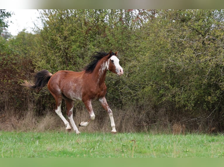 Volbloed Arabier Hengst 3 Jaar 159 cm Sabino in goven