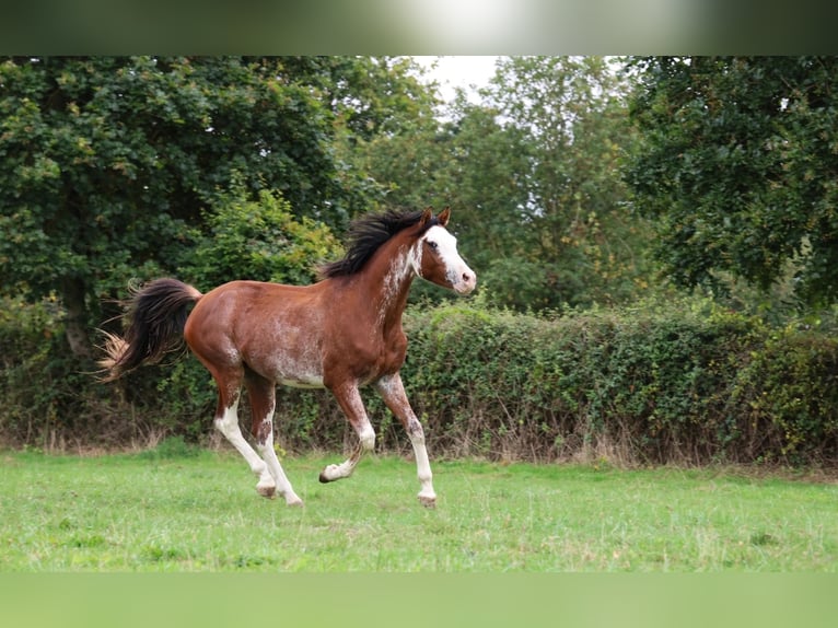 Volbloed Arabier Hengst 3 Jaar 159 cm Sabino in goven