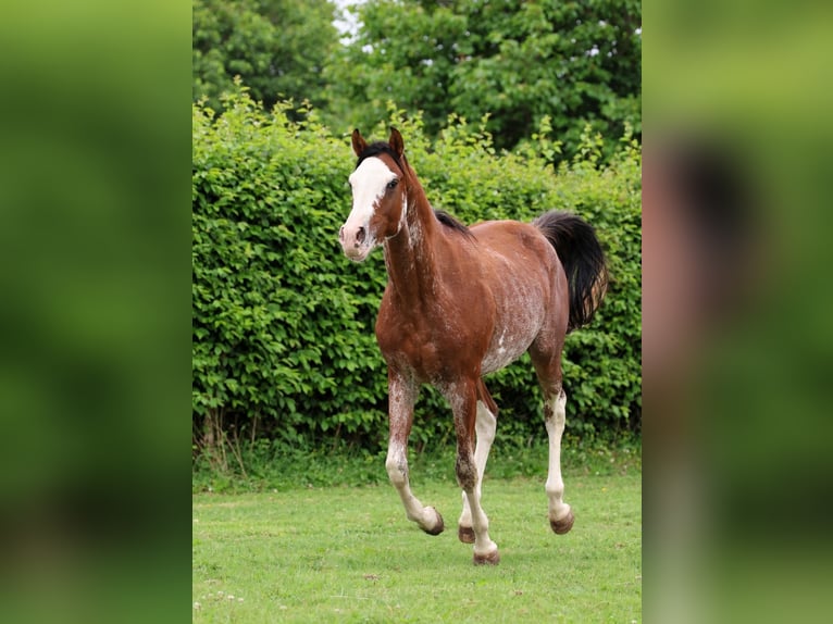 Volbloed Arabier Hengst 3 Jaar 159 cm Sabino in goven
