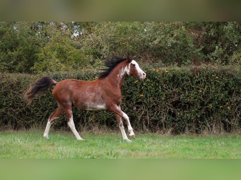 Volbloed Arabier Hengst 3 Jaar 159 cm Sabino in goven