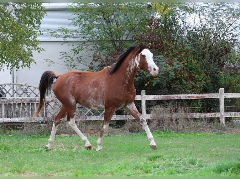 Volbloed Arabier Hengst 3 Jaar 159 cm Sabino in goven