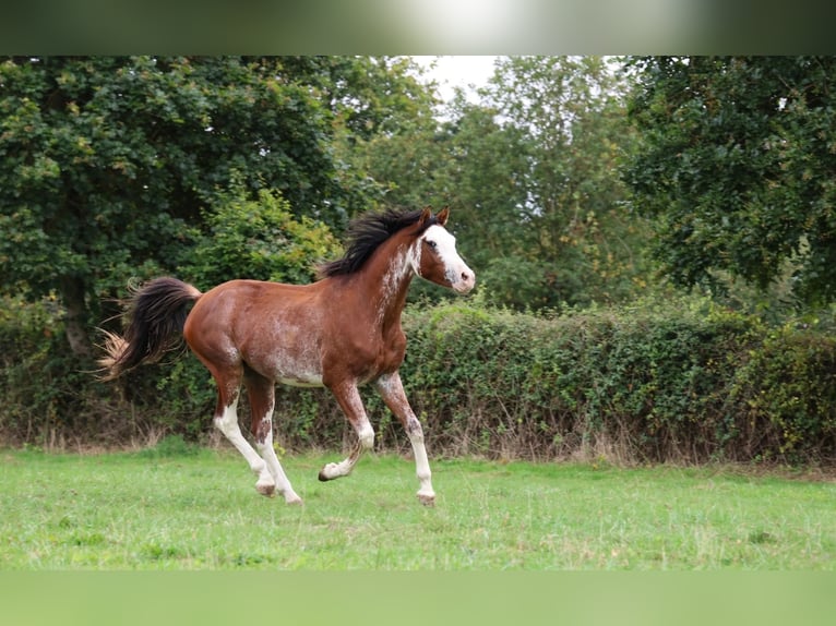 Volbloed Arabier Hengst 3 Jaar 159 cm Sabino in goven