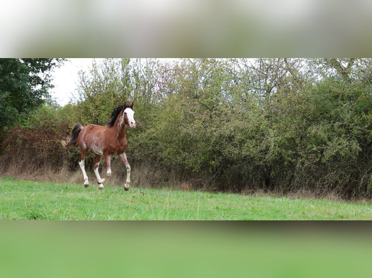Volbloed Arabier Hengst 3 Jaar 159 cm Sabino in goven