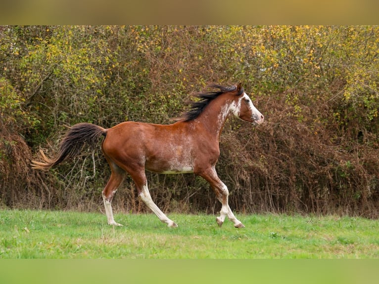 Volbloed Arabier Hengst 3 Jaar 159 cm Sabino in goven