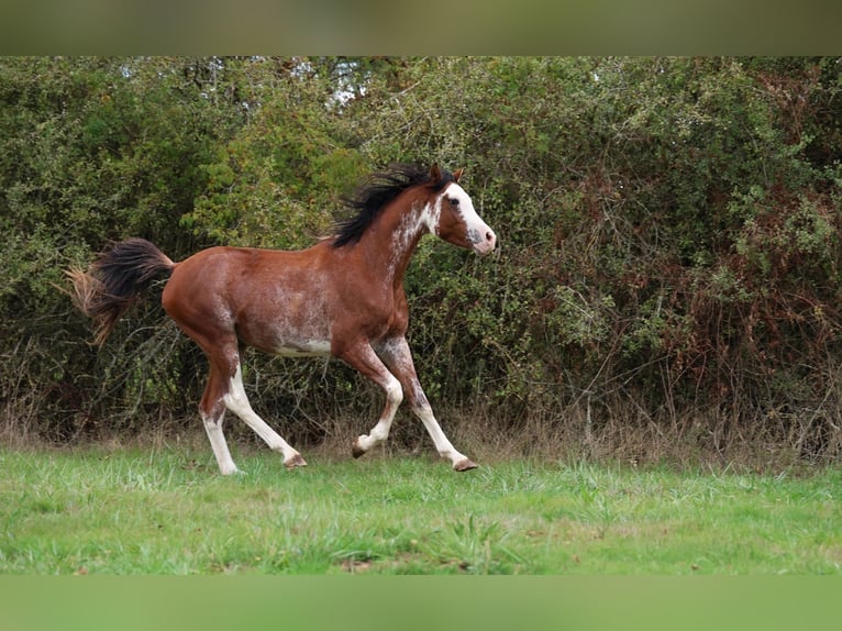 Volbloed Arabier Hengst 3 Jaar 159 cm Sabino in goven