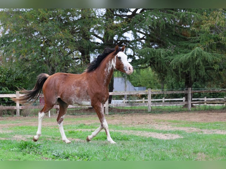 Volbloed Arabier Hengst 3 Jaar 159 cm Sabino in goven