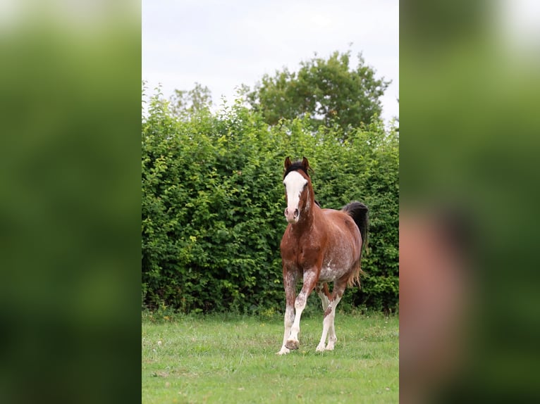 Volbloed Arabier Hengst 3 Jaar 159 cm Sabino in goven