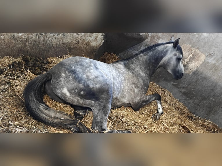 Volbloed Arabier Hengst 3 Jaar 163 cm Wit in Warszawa