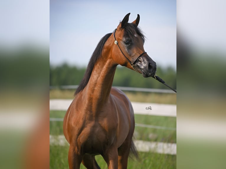 Volbloed Arabier Hengst 3 Jaar Bruin in Wola Rzędzińska