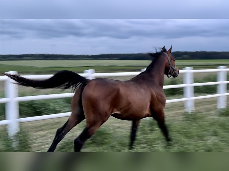 Volbloed Arabier Hengst 3 Jaar Donkerbruin in Stropieszyn