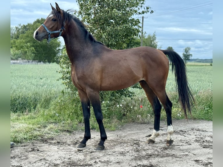Volbloed Arabier Hengst 3 Jaar Donkerbruin in Stropieszyn