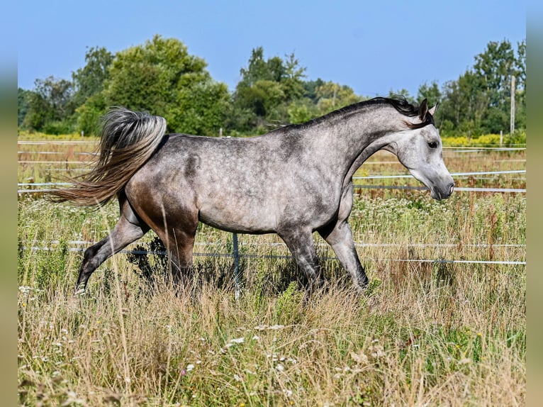 Volbloed Arabier Hengst 3 Jaar Schimmel in Halinów