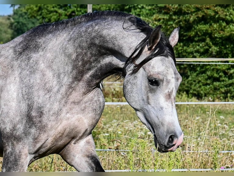 Volbloed Arabier Hengst 3 Jaar Schimmel in Halinów