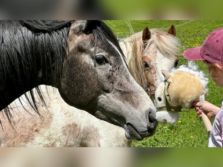 Volbloed Arabier Hengst 4 Jaar 146 cm Zwartschimmel in Matt