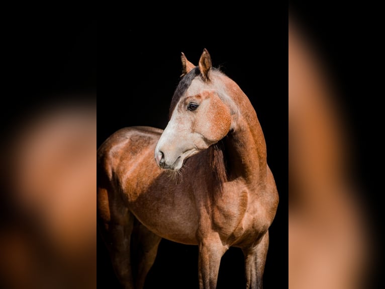 Volbloed Arabier Hengst 4 Jaar 148 cm in Achel