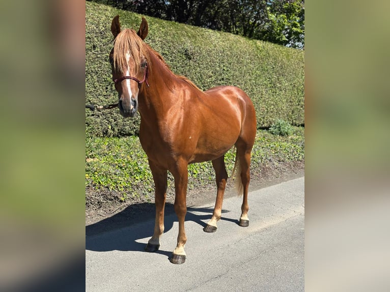 Volbloed Arabier Hengst 4 Jaar 150 cm Vos in Riegersburg