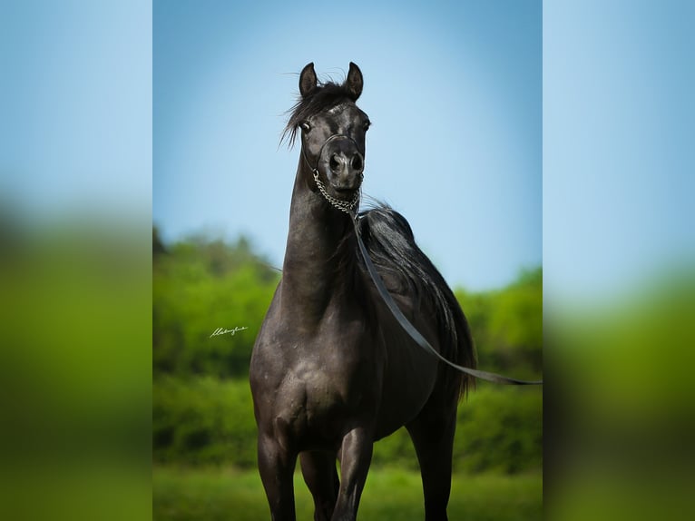 Volbloed Arabier Hengst 4 Jaar 153 cm Zwart in Krajna Polana