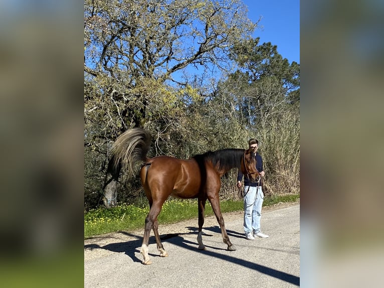 Volbloed Arabier Hengst 4 Jaar 154 cm Roodbruin in Cabeco Trigo